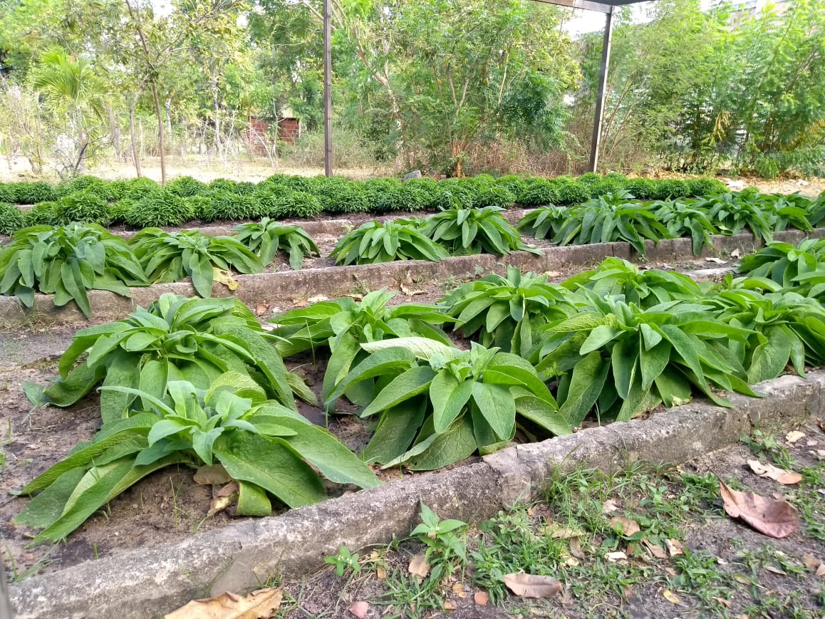 Hortas Medicinais